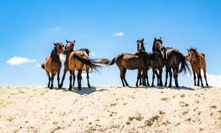 Tulcea : excursion privée d'une journée à Mila 23, Letea et Sulina