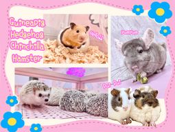 Très populaire à Harajuku♡Animal petting zoo