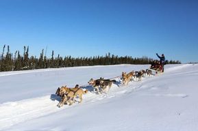 Fairbanks : 1 heure d'aventure en traîneau à chiens en hiver en Alaska
