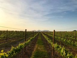 Pals : Visitez la cave Mas Geli avec dégustation de vins et de produits Km0