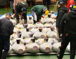 [Guide agréé au niveau national] Marché de Toyosu ; vente aux enchères de thon