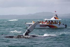 Samana : Observation des baleines et visite d'une jounée de Cayo Levantado