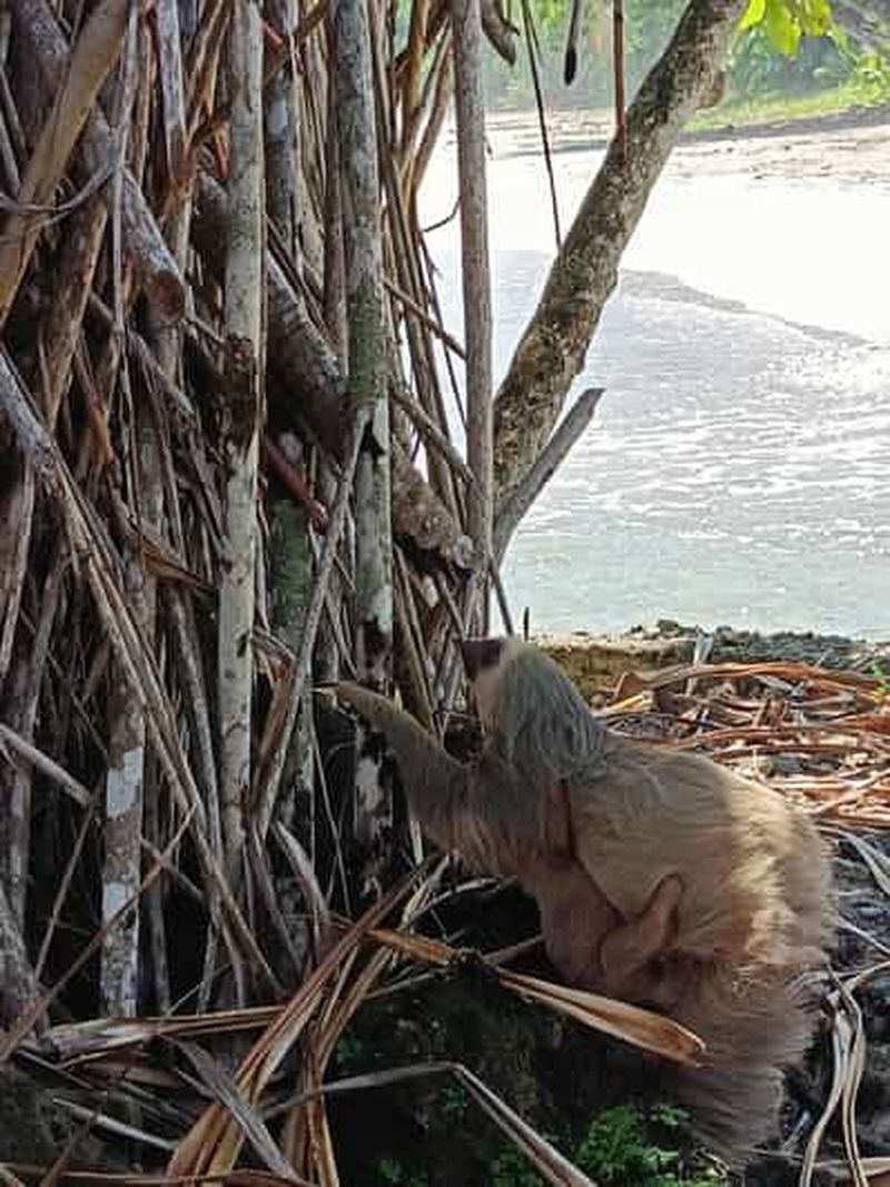 Cahuita : Parc national, faune et flore et visite touristique guidée