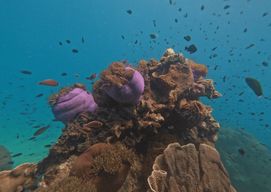Koh Kood : Excursion en bateau rapide pour la plongée en apnée avec déjeuner et transfert