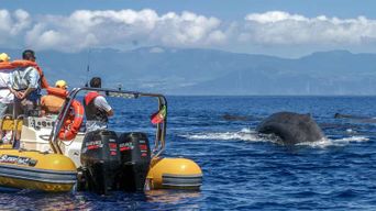 Açores : Observation des baleines et tour en bateau autour des îlots avec un biologiste marin