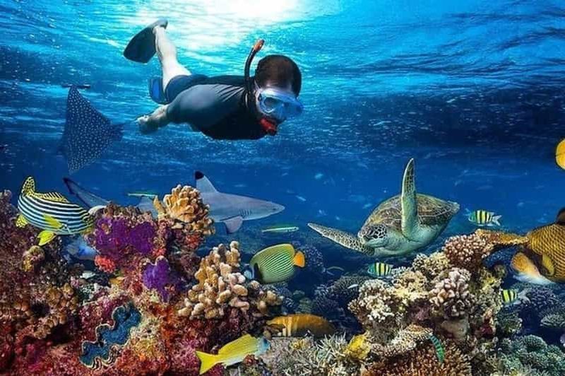 Village de Matemwe : Excursion d'une demi-journée pour faire de la plongée en apnée sur l'île de Mnemba