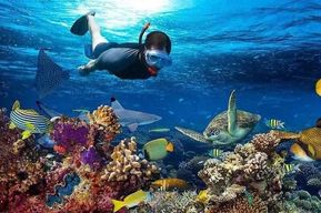 Village de Matemwe : Excursion d'une demi-journée pour faire de la plongée en apnée sur l'île de Mnemba