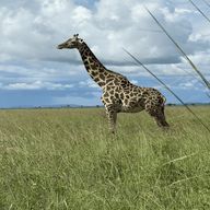 Au départ d'Iringa : safari de 3 jours dans le parc national de Ruaha