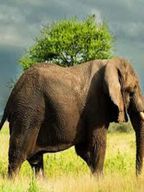 Arusha : excursion d'une journée dans le parc national du Tarangire