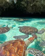 NAGER AVEC LES TORTUES DANS LA GROTTE DE SALAAM À KIZIMKAZI ZANZIBAR