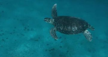 Martinique – Excursion spéciale croisiéristes : plages du sud & snorkeling