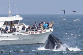Monterey: excursion en bateau d'observation des dauphins et des baleines dans la baie de Monterey