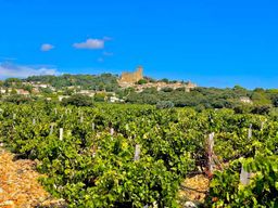 Visite guidée du vin : En route vers Chateauneuf du Pape