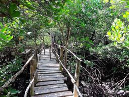 Diani : excursion à la forêt sacrée de Kaya Kinondo et à Gazi Bay