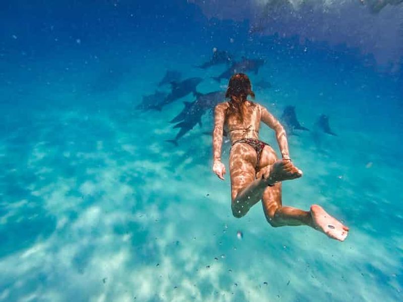 Île de Mnemba : nage avec les dauphins et plongée avec tuba avec déjeuner en option