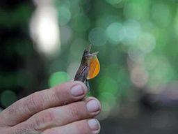 Baie de Drake : Parc national Corcovado, station Sirena et déjeuner