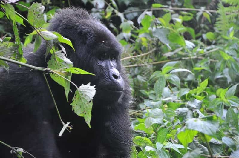 Rwanda : circuit de 5 jours de trekking pour les gorilles et les chimpanzés