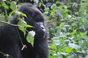 Rwanda : circuit de 5 jours de trekking pour les gorilles et les chimpanzés