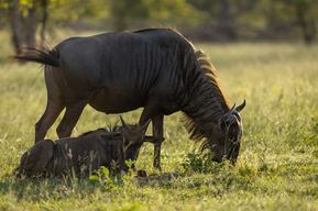 Safari authentique de trois jours à Sabi Sands pour observer les Big Five