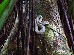 Parc national de Cahuita : randonnée épique guidée en petit groupe (max. 10)