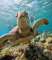 Dumaguete Apo Island Snorkeling with turtle Tour (plongée en apnée avec tortue)