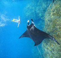 Depuis Ubud : excursion guidée en bateau, snorkeling avec des raies mantas et plage de Kelingking