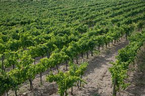 Barcelone : Excursion viticole dans le Priorat et le Montsant en véhicule 4x4