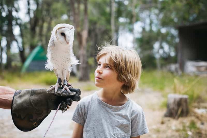 Margaret River : Rencontre avec des oiseaux de proie et promenade en forêt