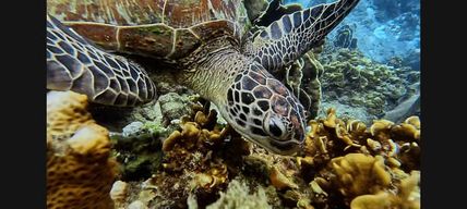 Koh Samui : Plongée et Snorkelling pour tous les niveaux et tous les âges ! Réservez dès maintenant ! Plongée