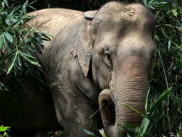Ko Lanta : promenade dans la jungle avec des éléphants (demi-journée)