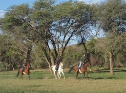 Windhoek : safari à cheval au coucher du soleil, visite d'une demi-journée