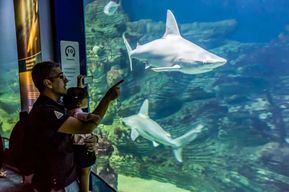 Valence : billet d'entrée à l'Oceanogràfic