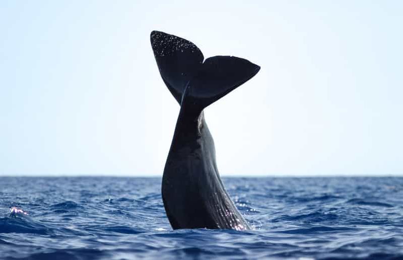 São Miguel : croisière d'observation des baleines avec un biologiste marin