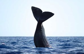 São Miguel : croisière d'observation des baleines avec un biologiste marin