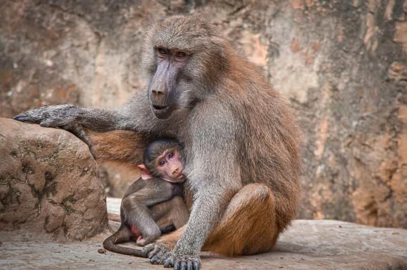 Billet d'accès au zoo de Cali