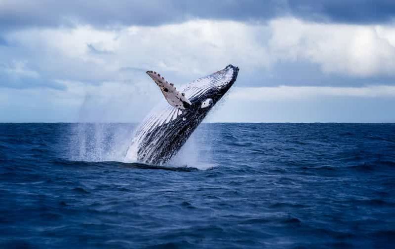 Akureyri : Excursions à terre pour observer les baleines