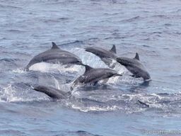 Panglao : Circuit dans les îles Balicasag et Virgin avec déjeuner