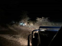 Dar es Salaam : circuit de 4 jours à Mikumi et Udzungwa avec safari nocturne