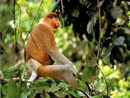 Marais de Bongawan : singes nasiques et lucioles - Excursion partagée