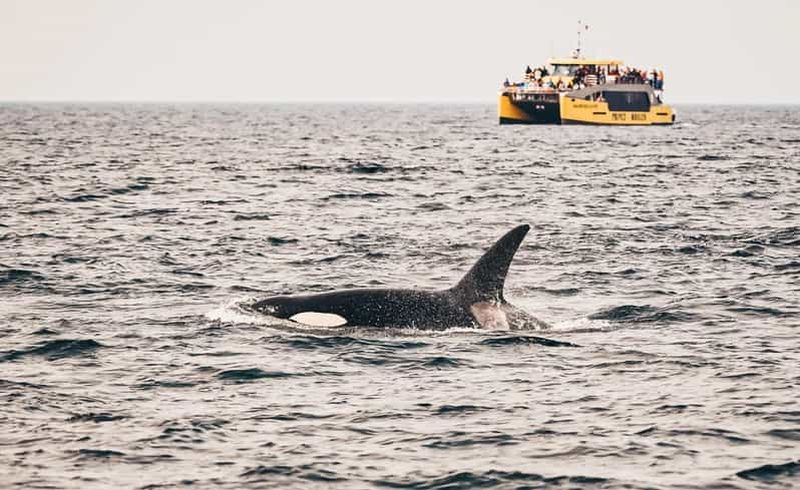 Vancouver : Aventure d'observation des baleines couverte avec photos gratuites