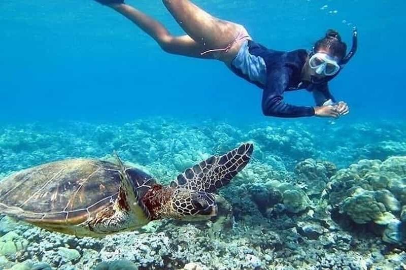 Circle Island : Nagez avec les tortues et explorez le paradis d'Oahu