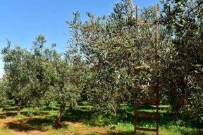 La Canée : Excursion d'une journée à la cueillette des olives avec guide et transport