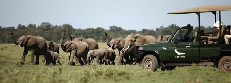 Twyfelfontein : safari privé à la découverte des éléphants du désert et de l'art rupestre