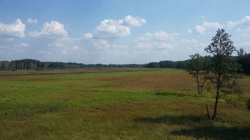 Varsovie : Parc national de Bialowieza et visite du bison européen