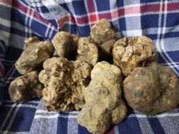 Arezzo : chasse aux truffes, dégustation, cours de cuisine à base de truffes.