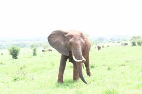 Dar es Salaam : safari et randonnée de 2 jours à Mikumi et Udzungwa