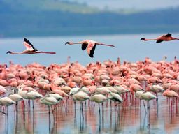 Visite d'une journée : parc national du lac Nakuru et sortie en bateau sur le lac Naivasha