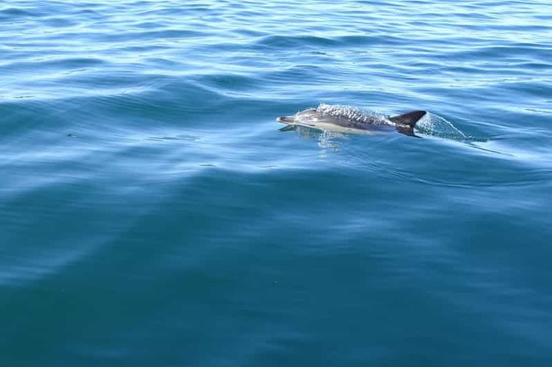Faro : Tour en bateau d'observation des dauphins et de la faune marine au départ de Faro
