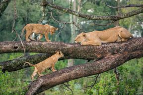 Une journée à la découverte des merveilles du parc national du lac Manyara