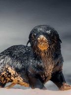 Cape Cross, phoques et désert fluvial [Nouvel itinéraire]